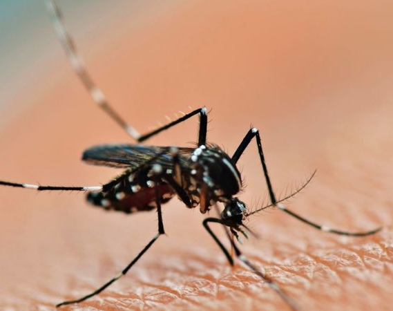 Son importados: Detectaron dos casos de dengue en San Juan