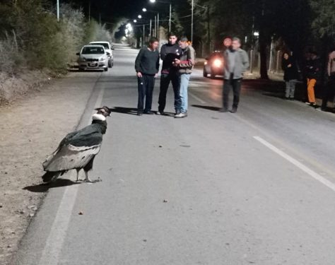 Hallaron un cóndor gigante en el medio de una calle jachallaera 