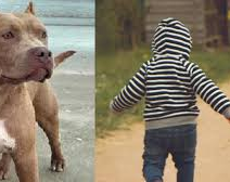 Un pequeño de 1 año fue atacado salvajemente por un perro 
