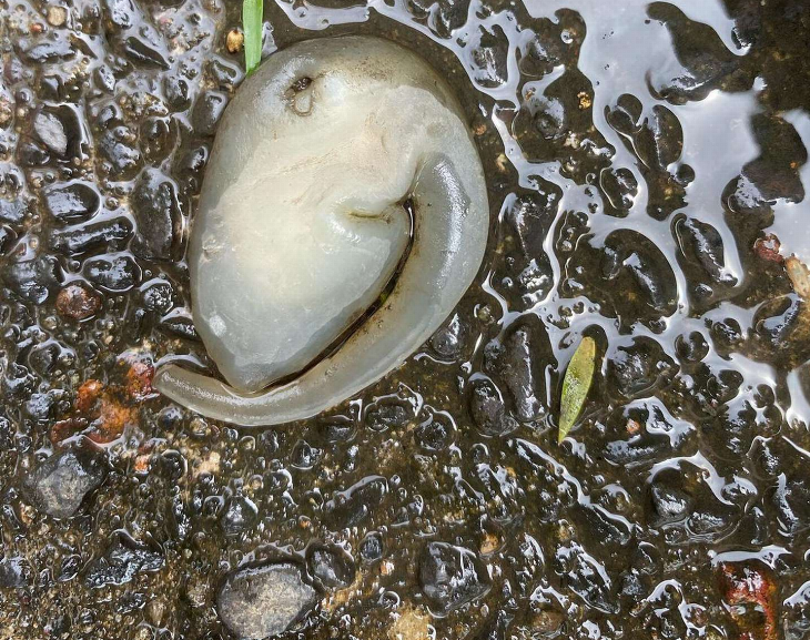Hallan extraña criatura en Australia: ¿Es un alien?