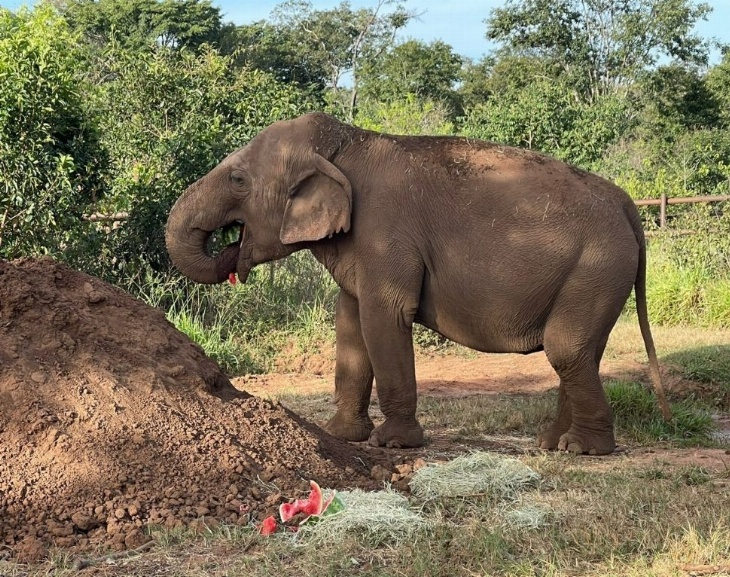 Murió la elefanta "Pocha" que había sido trasladada de Mendoza a Brasil