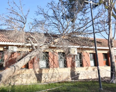 Un árbol de gran porte cayó sobre un edificio escolar 