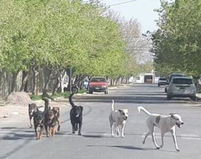 Un municipio sanjuanino dijo que sacrificará a perros y desde Ambiente salieron al cruce 