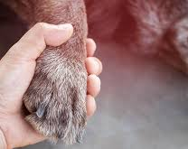Un hombre que mató a un perro dice que en realidad le disparó a un ladrón