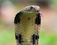 Un niño de ocho años mató a una cobra a mordiscos en la India