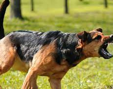 Un perro mordió a un nene de 4 años y le causó lesiones en el rostro
