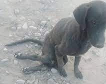 Maltrato animal: balean a un perro y lo abandonan 