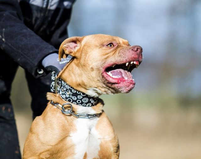Una mujer fue devorada por 6 perros 