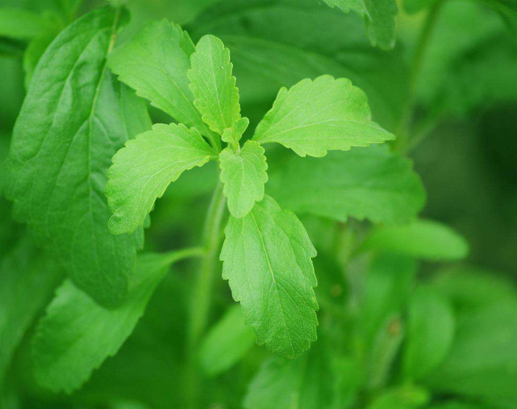 Stevia: mitos y verdades sobre esta planta medicinal y edulcoante natural
