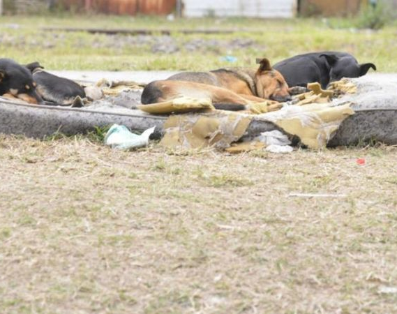 Cada vez mas sanjuaninos piden medidas drásticas para evitar ataques de perros