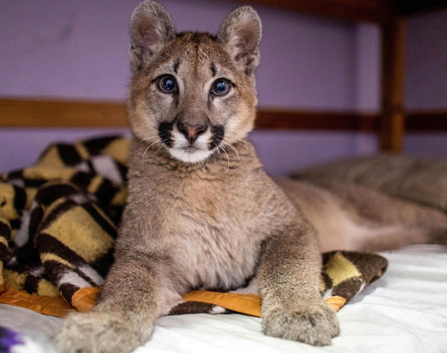 Lola Limón, la primera puma declarada "animal no humano sujeto de derechos"