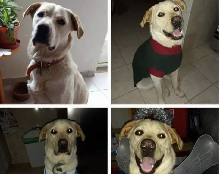 En San Juan denuncian que secuestran perros para pedir dinero por el rescate 