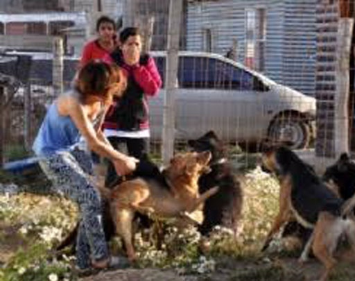 Otra jauría: Atacaron a una nena y le arrancaron el cuero cabelludo