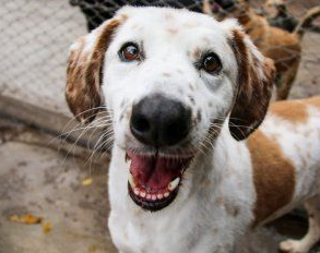 Lanzan la primera plataforma de adopción de perros de la Argentina