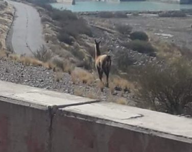 Un guanaco fue la postal de una imagen en el Dique de Ullum 