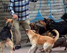 Una joven de 24 años fue atacada por 12 perros: está internada en grave estado