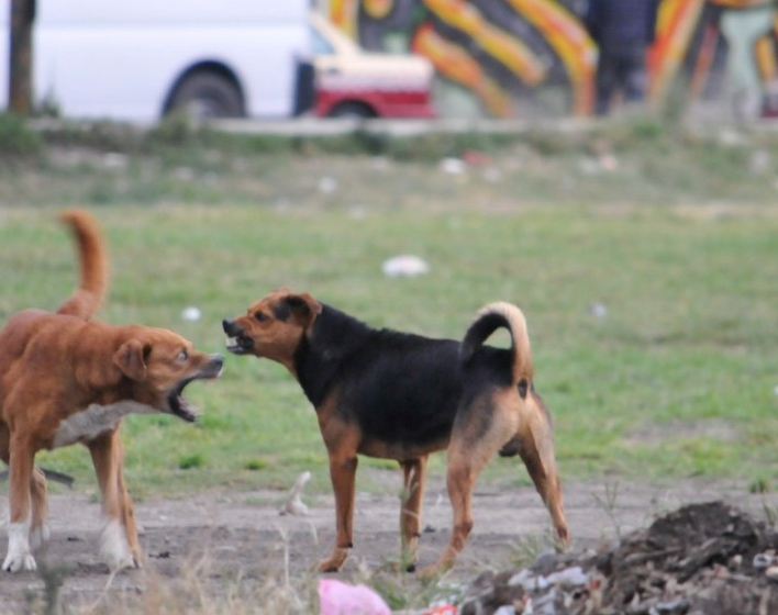 Perros otra vez: hirieron a un nene de 6 años en Pocito