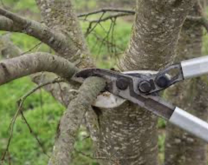 Un adolescente de 16 años murió electrocutado mientras podaba un árbol en Corrientes 
