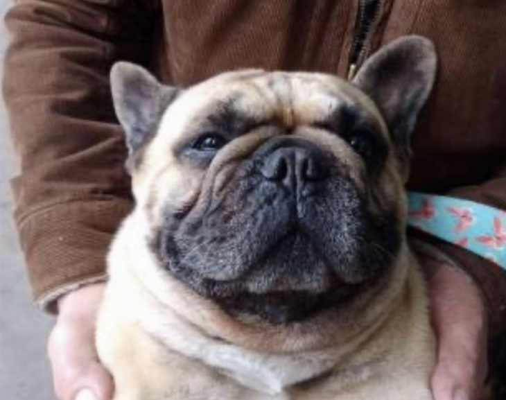 Hallaron al perro del empresario descuartizado y analizan su chip para saber dónde estuvo