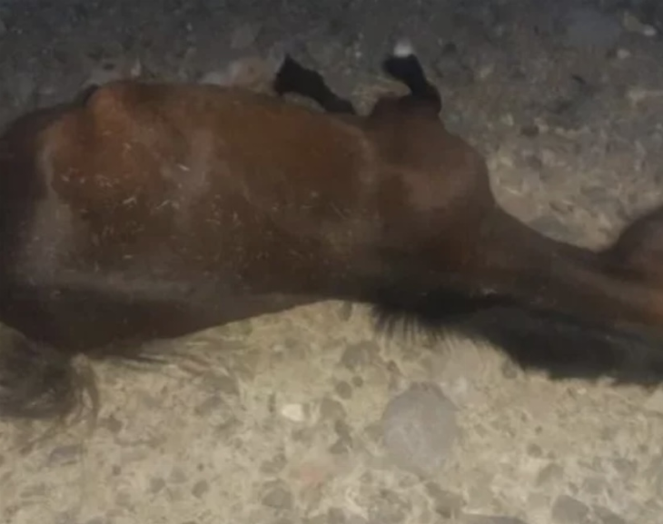 Un motociclista atropelló a un caballo y se encuentra en grave estado 