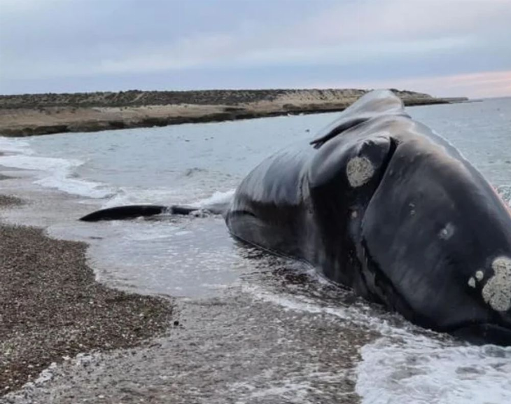 Ya son 30 las ballenas muertas en Chubut
