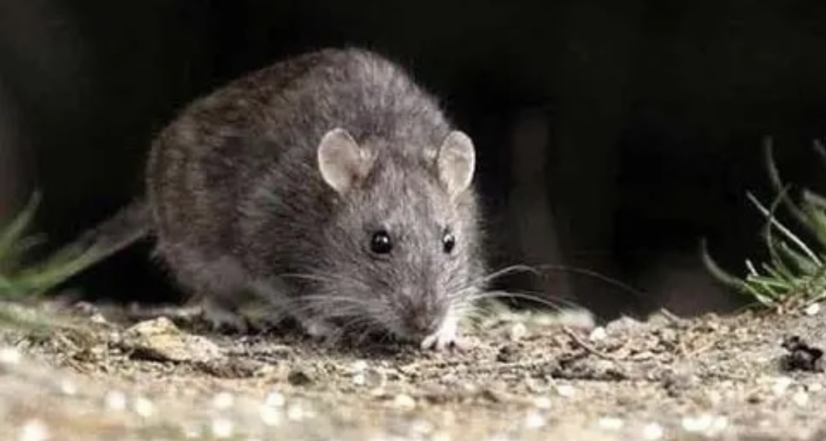 Neuquén: confirmaron un nuevo caso de hantavirus