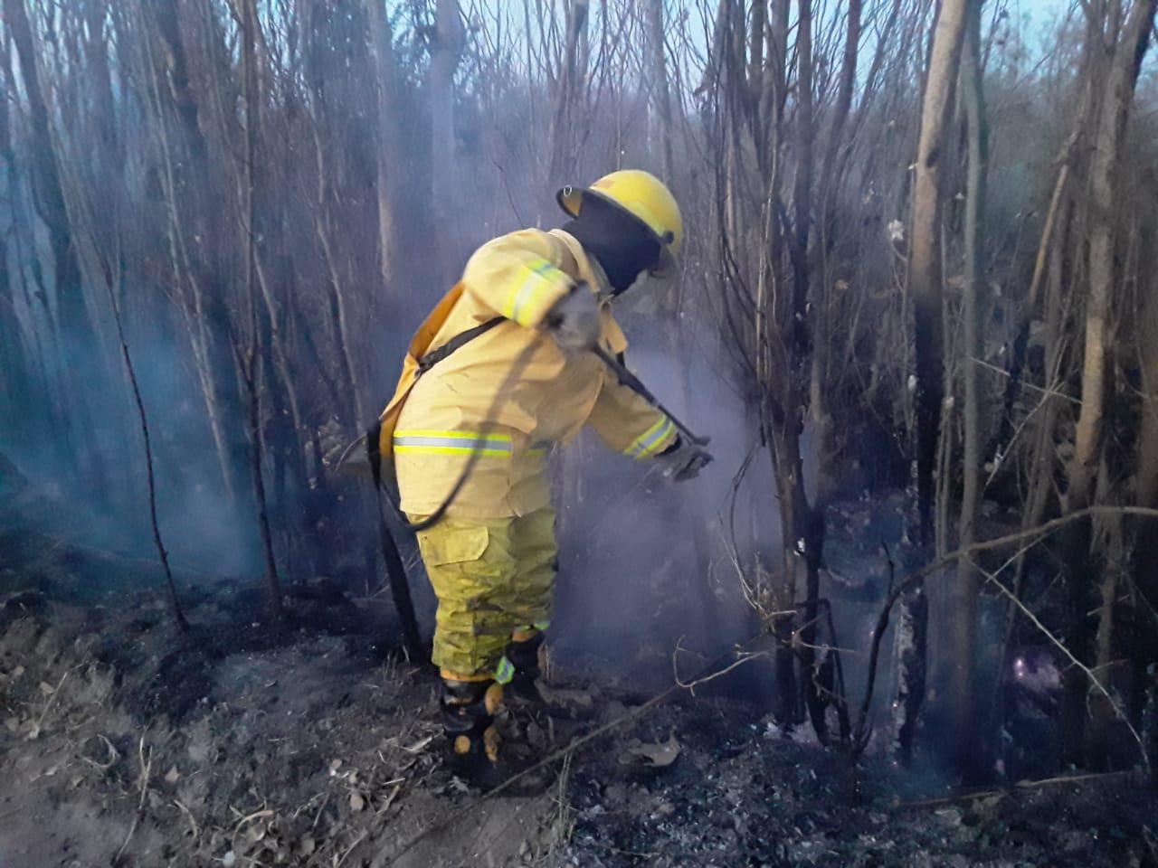 Terrible incendio: tardó 5 horas en apagarse y consumió más de 150 árboles