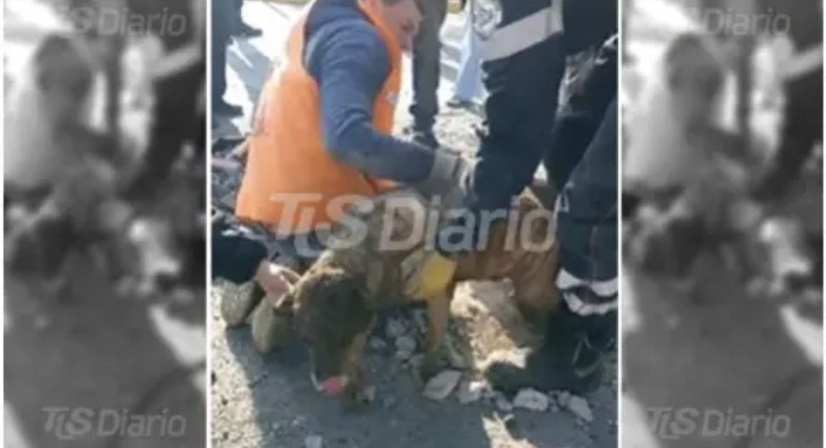 Trabajadores municipales rescataron a un perrito de un pozo y fueron aplaudidos por vecinos 