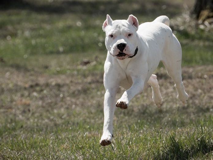 Ataque canino: dos dogos dejaron en el hospital a un par jóvenes