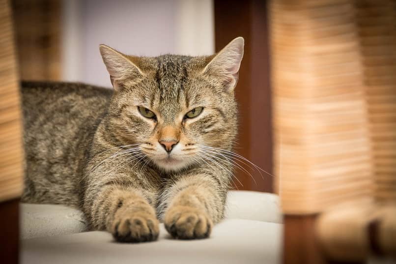 Una nena fue atacada por un gato y debió ser hospitalizada