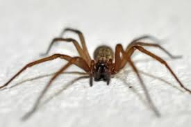Un hombre de 52 años fue picado por una araña de rincón y a los tres dÃas murió