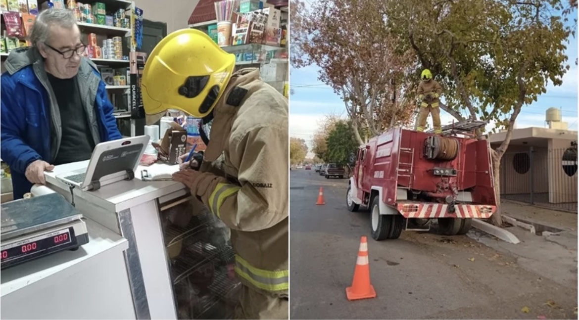 Pidieron ayuda por un gatito que se subió en un árbol y luego fue adoptado