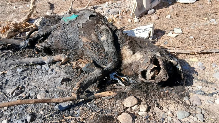 Encuentran una perra violada, quemada y asesinada en San Juan