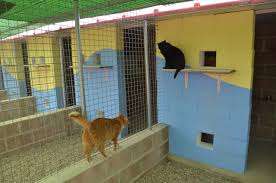 El primer hotel para gatos abrió en San Juan