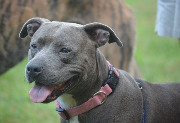 Un pitbull atacó a una beba de siete meses y le provocó heridas de gravedad