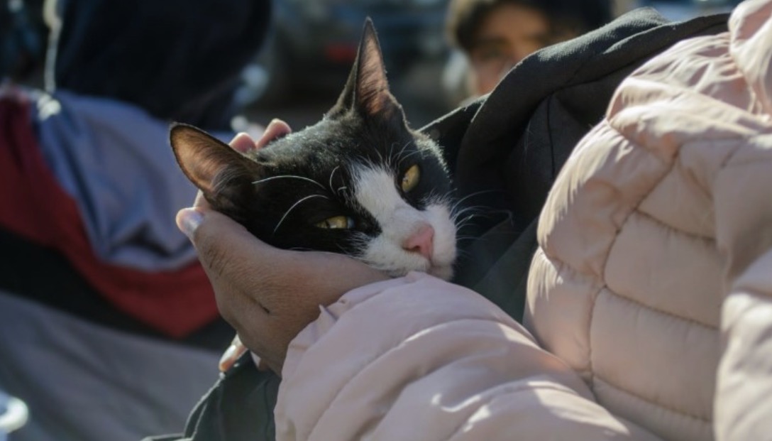 Tras las lluvias en San Juan, alertan por la presencia de serpientes, arañas y alacranes y piden cuidar a las mascotas