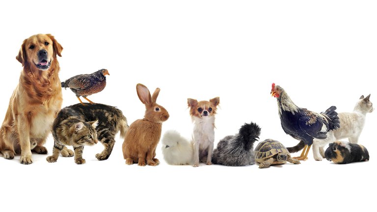 Seleccionaron a los 12 animales mas inteligentes y hay polémica