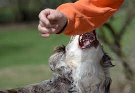 Una nena fue mordida en su cabeza por un perro