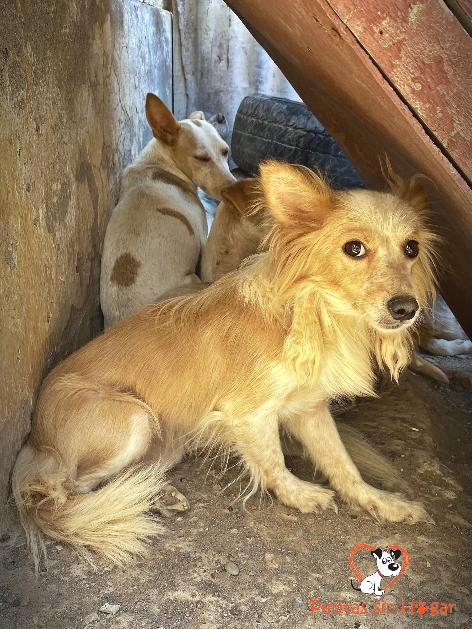 Santa Lucía: rescataron animales hacinados en una casa