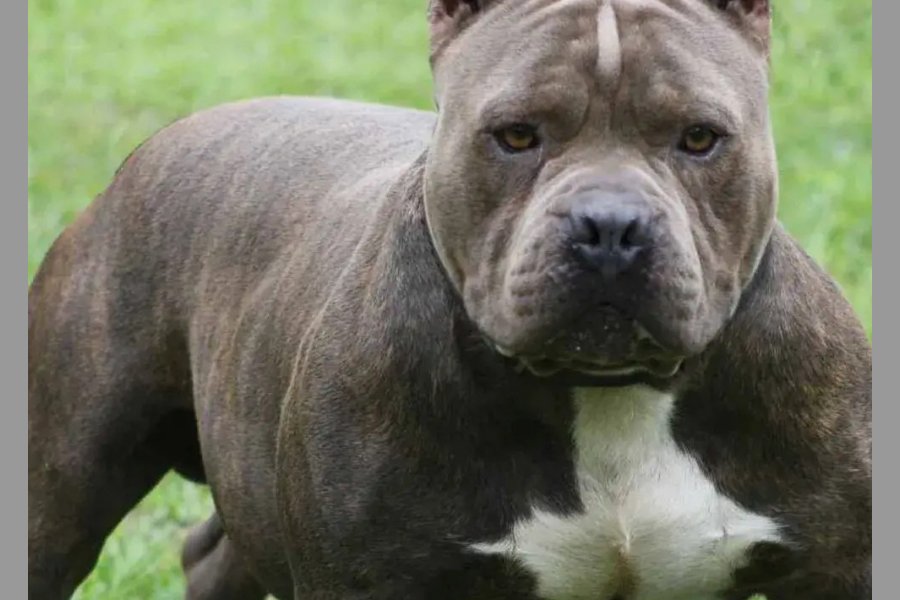 Un perro pitbull desfiguró a una niña de 6 años y le provocó desgarramientos