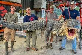 "Fue un pandemonio": atraparon un cocodrilo del tamaño de un monstruo de película