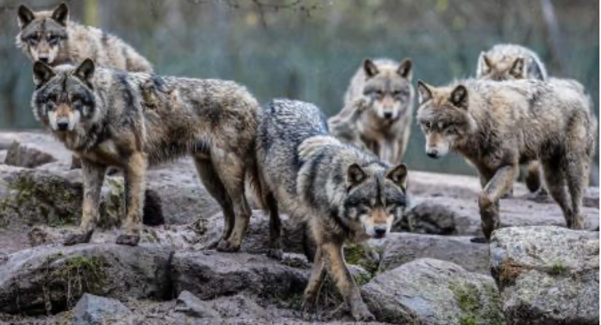 Advierten que es un "peligro" la reaparición de manadas de lobos en Europa