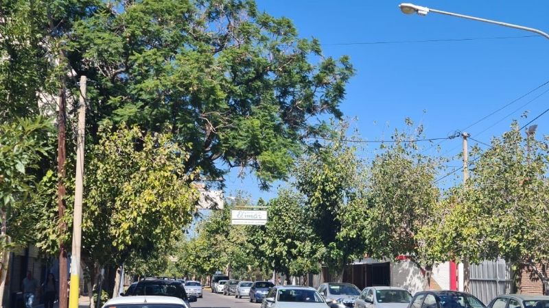 Alarma: Por la sequía, San Juan perdió el 20% del arbolado público