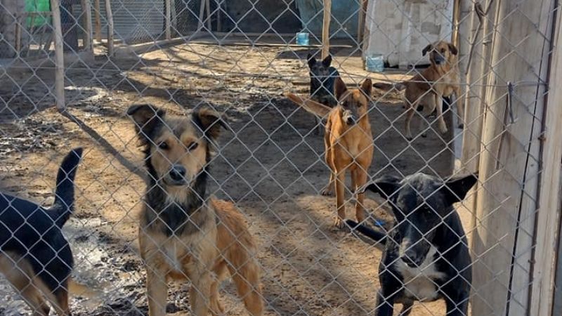 Cierra el primer refugio para animales abandonados en San Juan y buscan que adopten a los animales urgente 