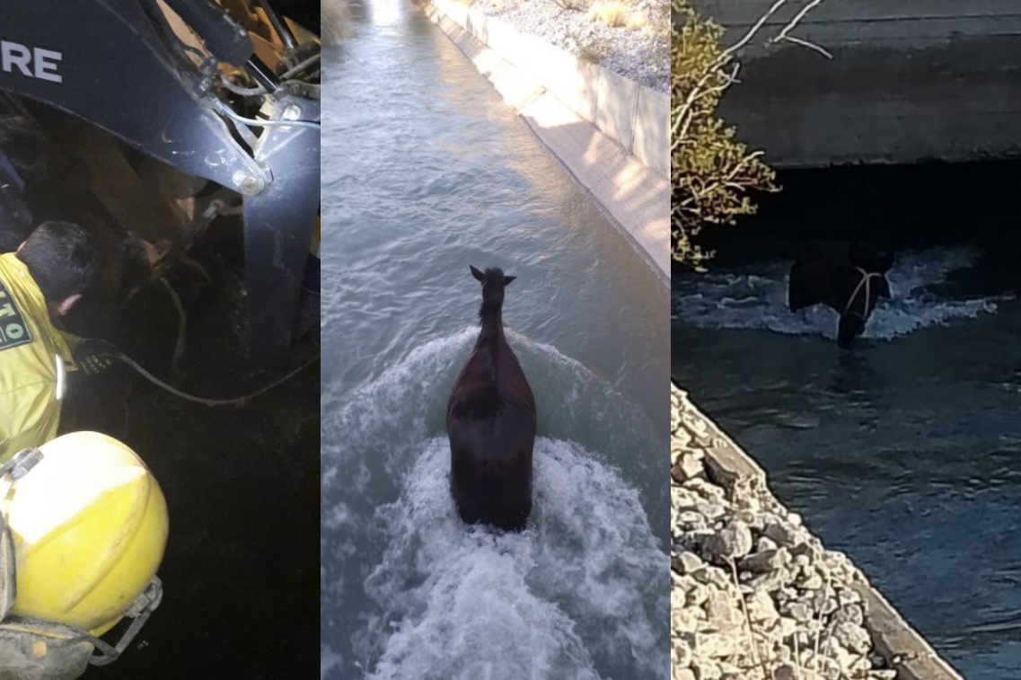 Bomberos Voluntarios rescataron a un caballo que cayó en un canal 