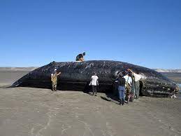 Misterio en Chubut: ya son 10 las ballenas encontradas muertas