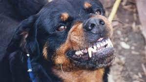 Una nena terminó en el hospital tras ser mordida en la cara por un perro