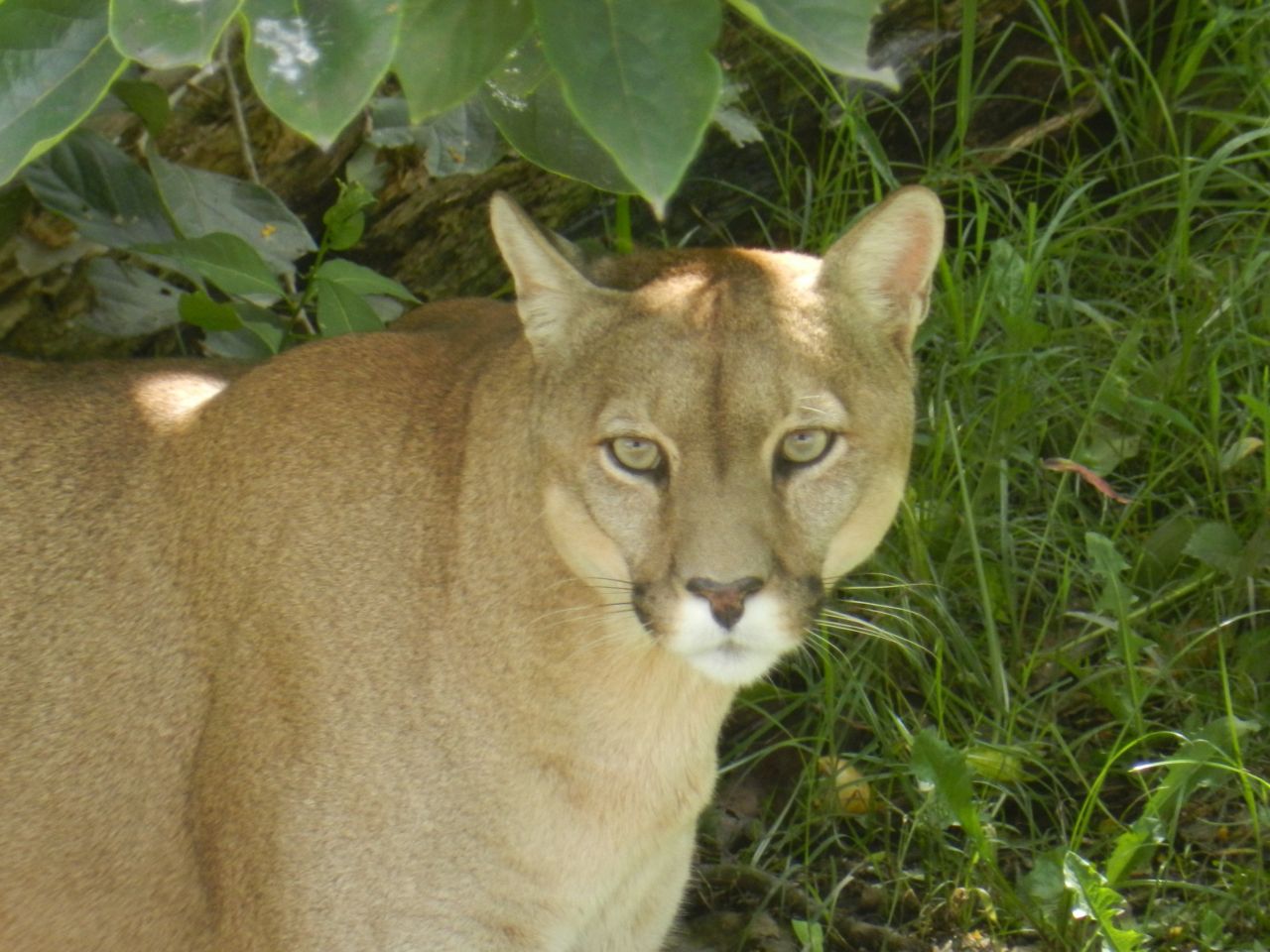 En Ullum apareció un puma y genera terror