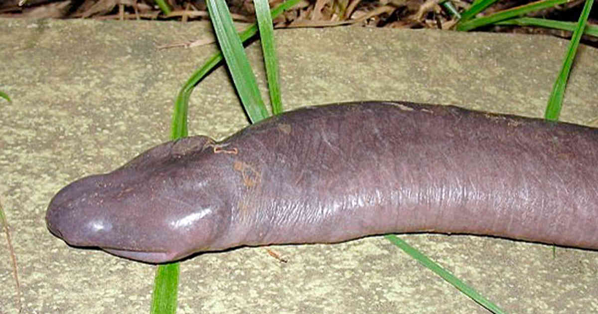 Apareció una gigantesca serpiente "pene" en Estados Unidos