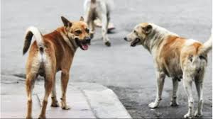 Un hombre fue salvajemente atacado por tres perros